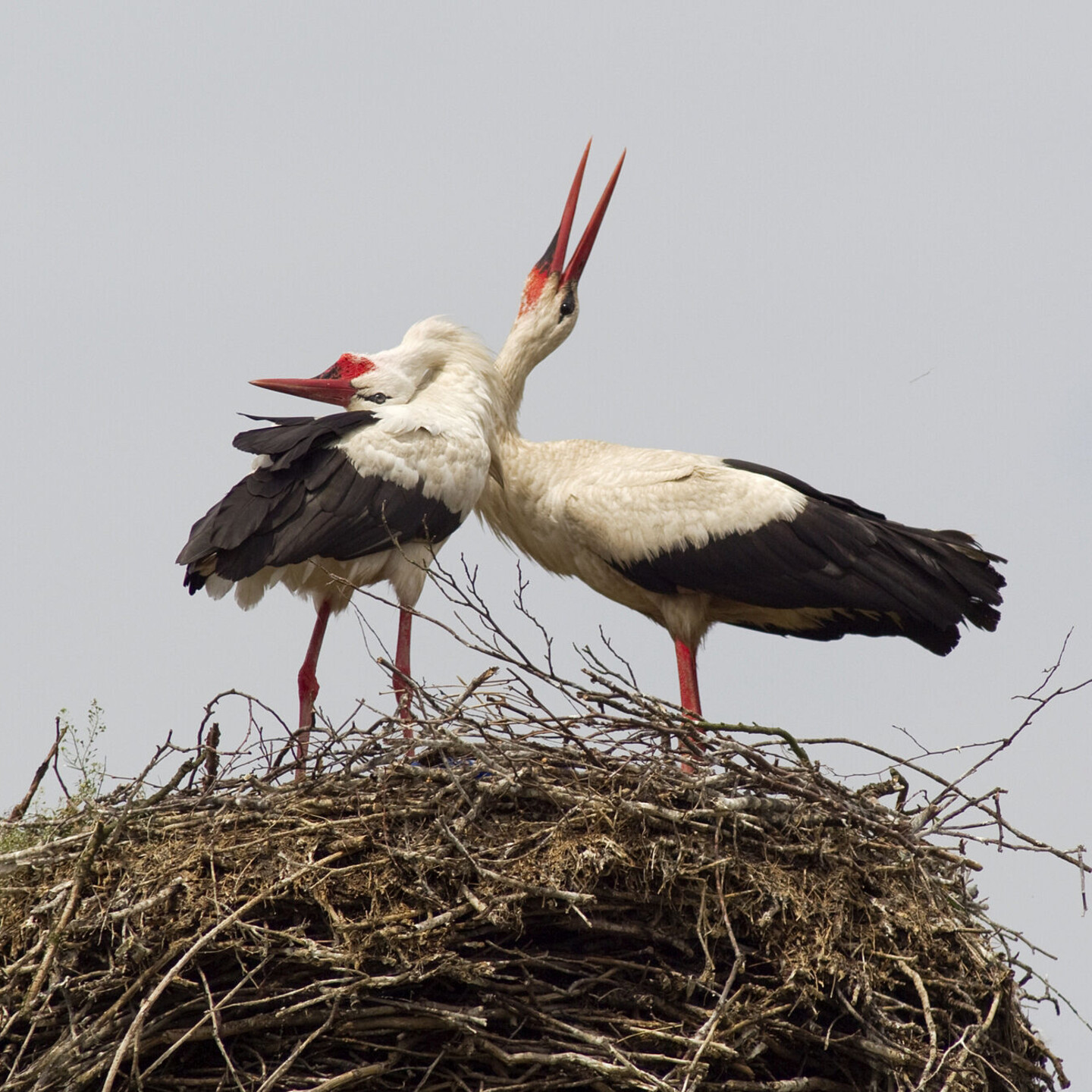 Bei der Begr&uuml;&szlig;ung am Horst klappern die St&ouml;rche lautstark mit den Schn&auml;beln. (Foto: Hans.-Joachim Schaffh&auml;user)