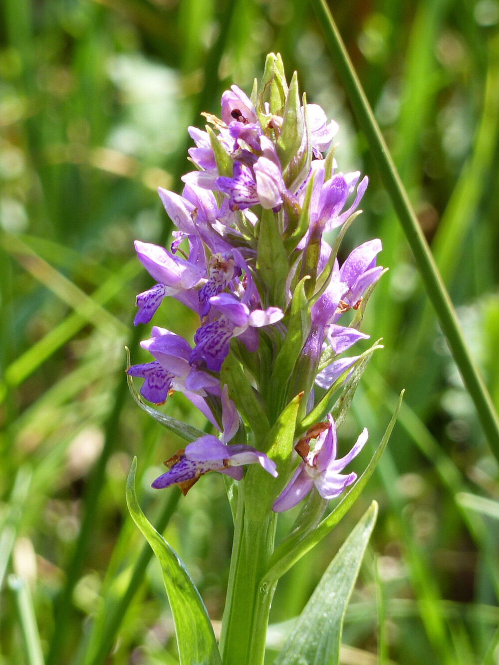 Bild (Dekorative Bilderleiste)