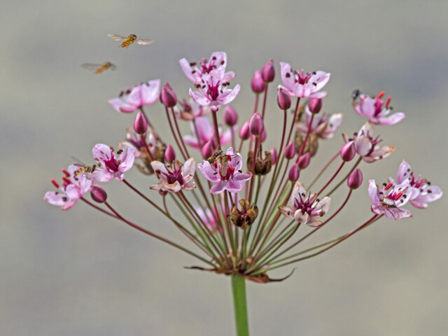 Blüten einer Schwanenblume