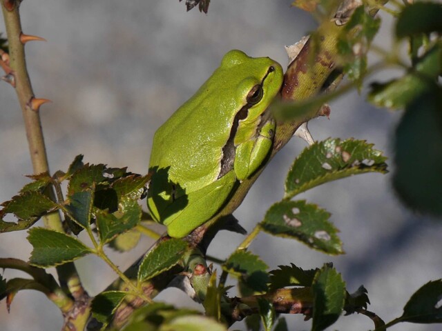 Laubfrosch auf einem Brombeerast