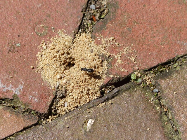 Eine Wildbiene trägt Pollen in ihr Nest