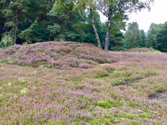 Wölbäcker in der Goldbecker Heide